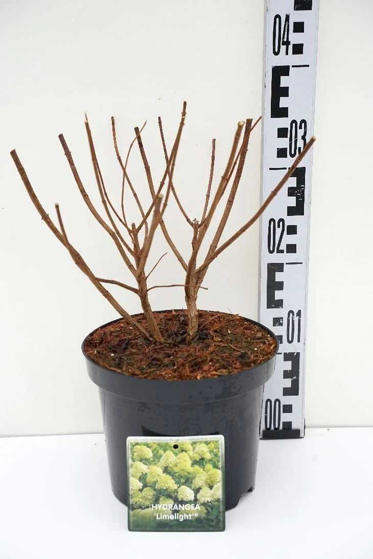 Hydrangea pan. 'Limelight' C3 (3 liters kruka) 30-40 cm