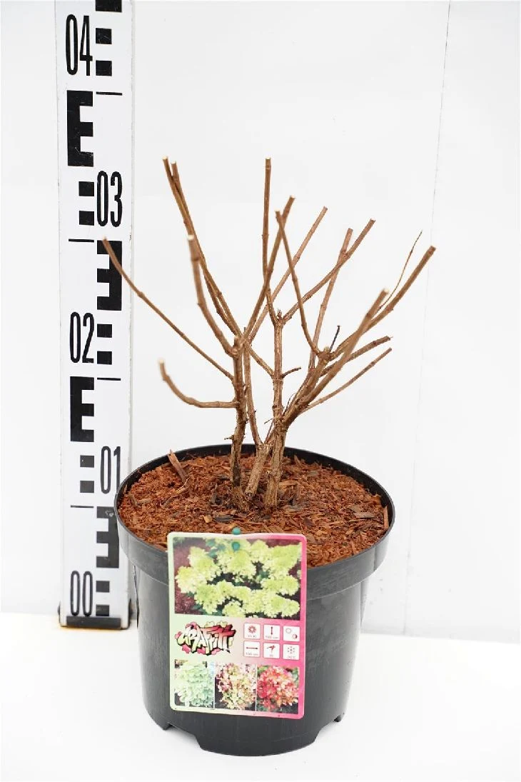 Hydrangea pan. 'Graffiti'® C3 (3 liters kruka) 30-40 cm