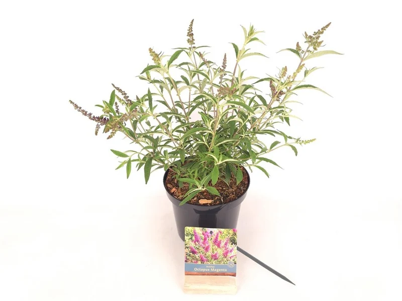 Buddleja d. 'Octopus Magenta'® C3 (3 liters kruka) 30-40 cm