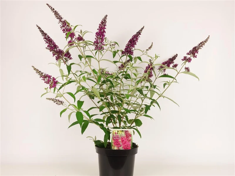 Buddleja d. 'Sugar Plum' C3 (3 liters kruka) 30-40 cm