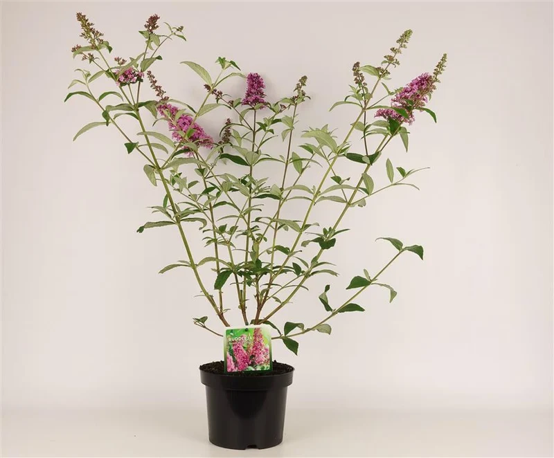 Buddleja d. 'Pink Delight' C3 (3 liters kruka) 30-40 cm