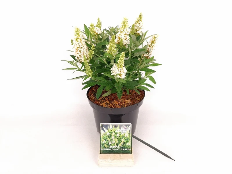 Buddleja d. 'Butterfly Candy Little White'® C3 (3 liters kruka) 25-30 cm