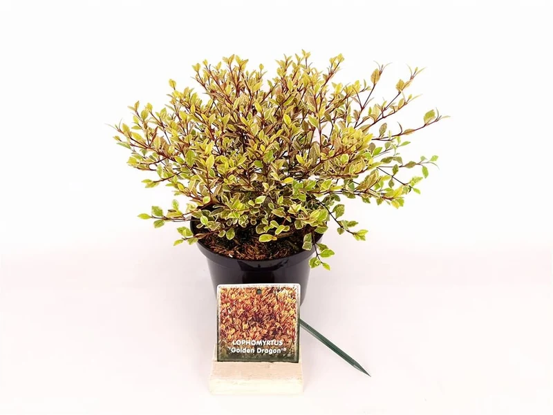 Lophomyrtus ral. 'Golden Dragon'® C2 (2 liters kruka) 25-30 cm