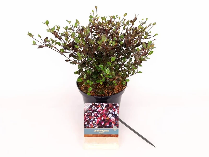 Lophomyrtus ralphii C2 (2 liters kruka) 25-30 cm