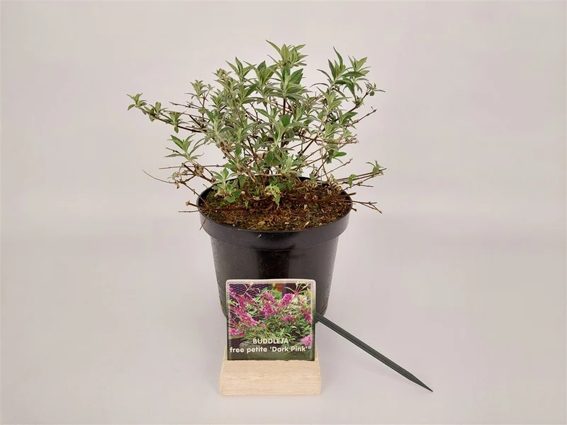 Buddleja d. 'Free Petite Dark Pink' C3 (3 liters kruka) 25-30 cm