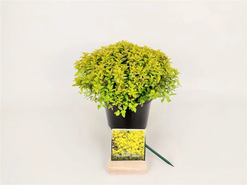 Spiraea jap. 'Zen'Spirit® Gold' C3 (3 liters kruka) 20-25 cm