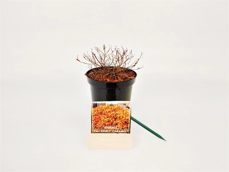 Spiraea japonica 'Zen'Spirit Caramel® C1,5 (1,5 liters kruka) 20-25 cm