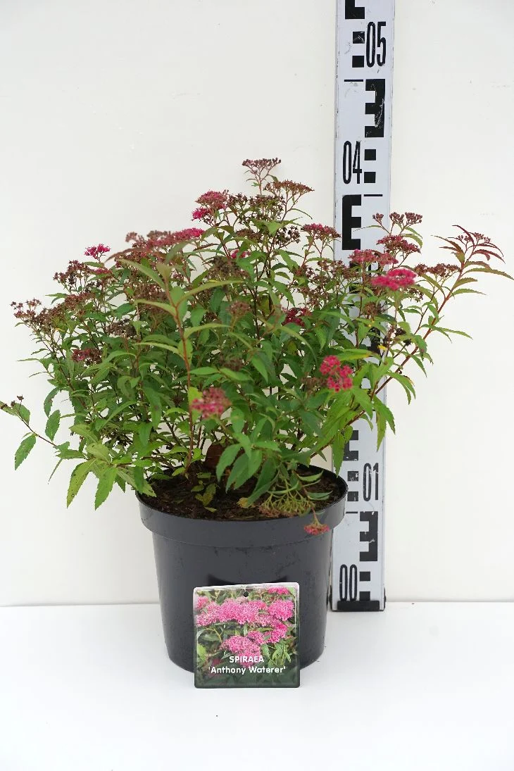 Spiraea japonica 'Anthony Waterer' 25-30 cm, C3 (3 liters kruka)
