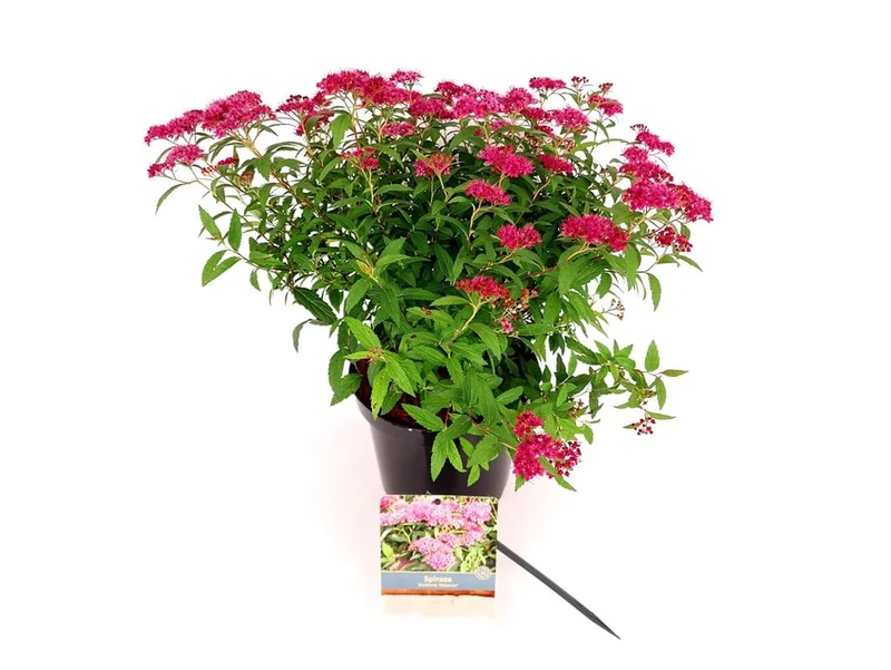 Spiraea jap. 'Anthony Waterer' 25-30 cm, C3 (3 liters kruka)