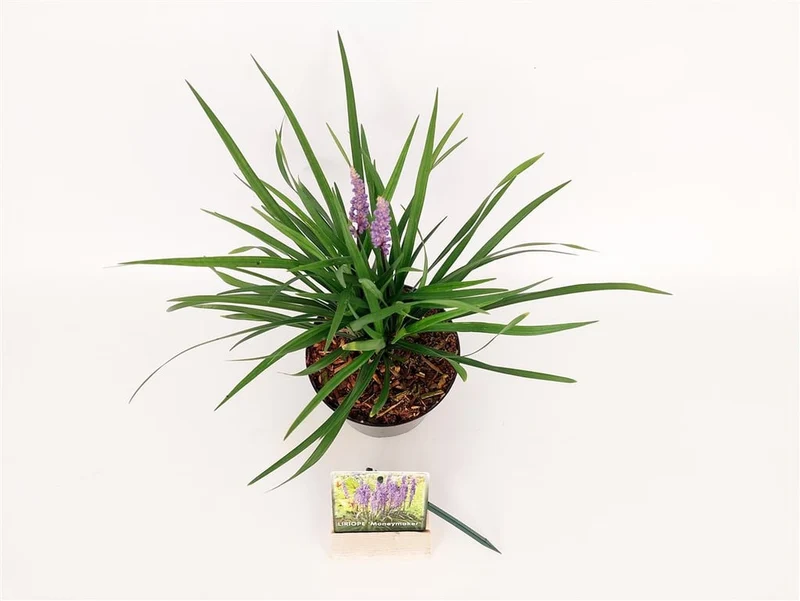 Liriope muscari 'Moneymaker' C1,5 (1,5 liters kruka) 15-20 cm