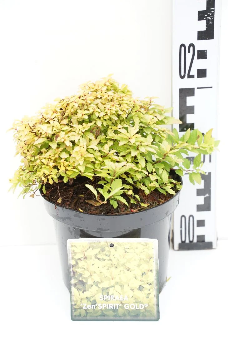 Spiraea japonica 'Zen'Spirit® Gold' C1,5 (1,5 liters kruka) 15-20 cm