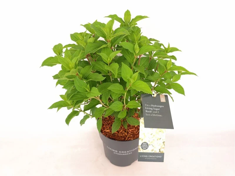 Hydrangea pan. 'Sugar Rush'® C3 (3 liters kruka) 30-40 cm