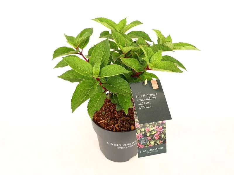 Hydrangea pan. 'Infinity'® C3 (3 liters kruka) 30-40 cm