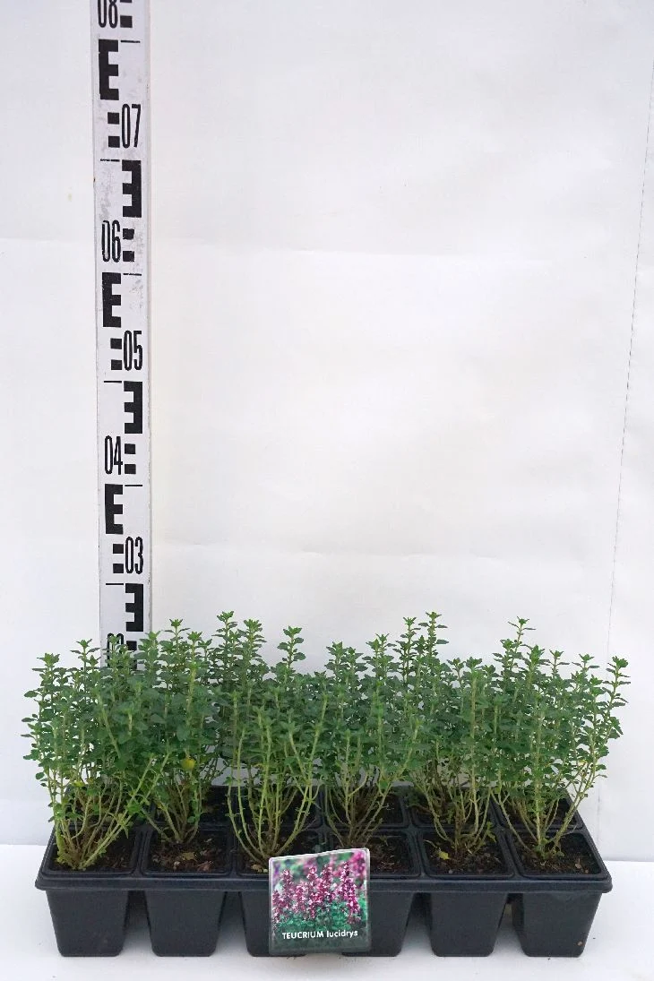 Teucrium lucidrys 9 cm kruka