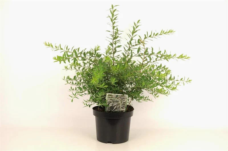 Spiraea cinerea 'Grefsheim' C3 (3 liters kruka) 30-40 cm