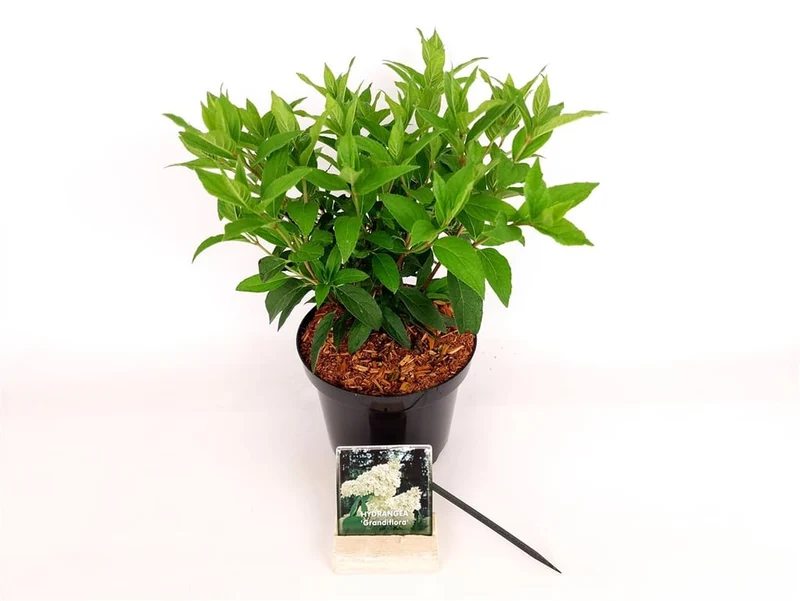 Hydrangea pan. 'Grandiflora' C3 (3 liters kruka) 30-40 cm