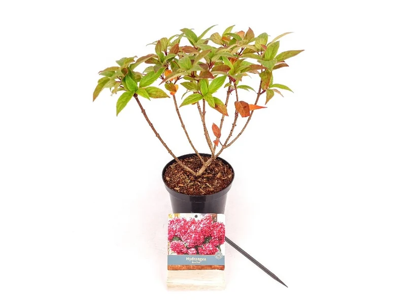 Hydrangea pan. 'Bonfire'® C1,5 (1,5 liters kruka) 20-30 cm