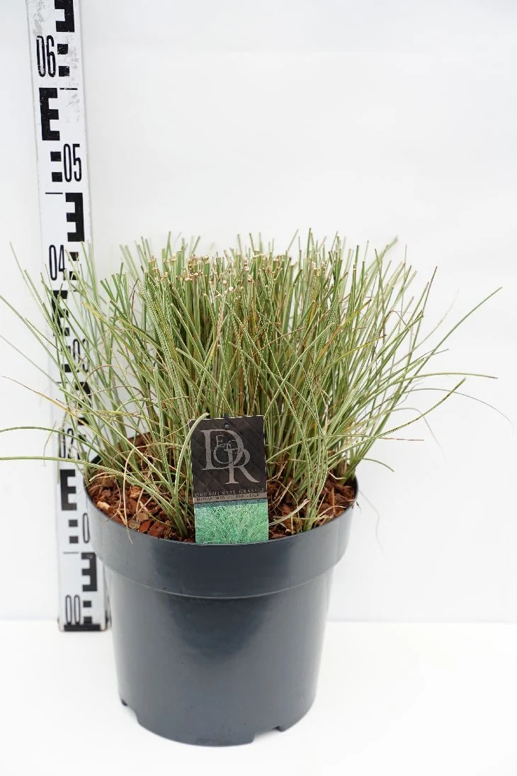 Miscanthus sin. 'Morning Light' C10 (10 liters kruka)