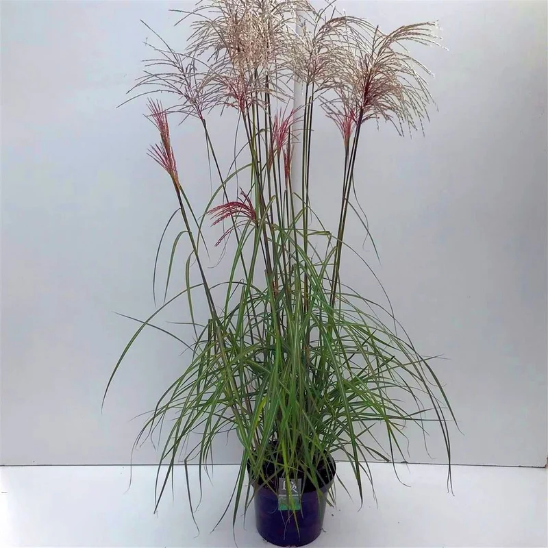 Miscanthus sin. 'Malepartus' C10 (10 liters kruka)