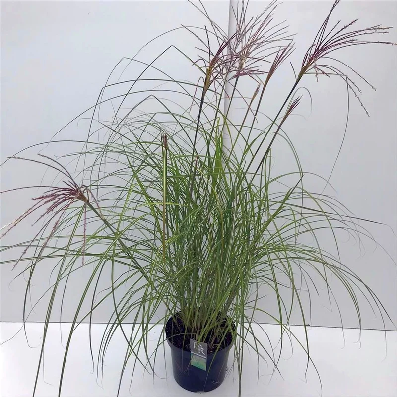 Miscanthus sin. 'Kleine Silbersp.' C10 (10 liters kruka)