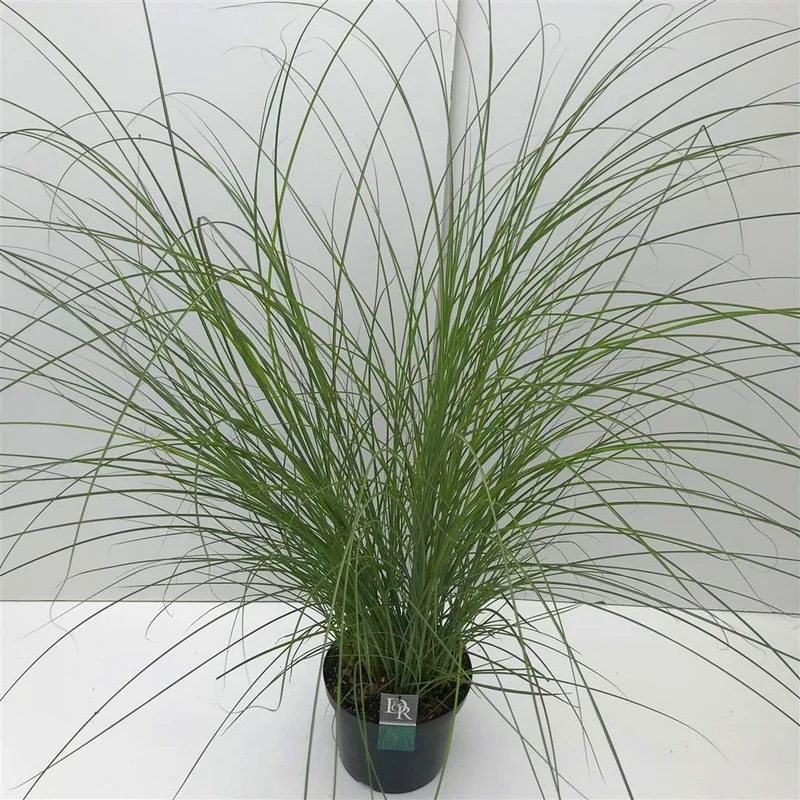Miscanthus sinensis 'Gracillimus' C10 (10 liters kruka)