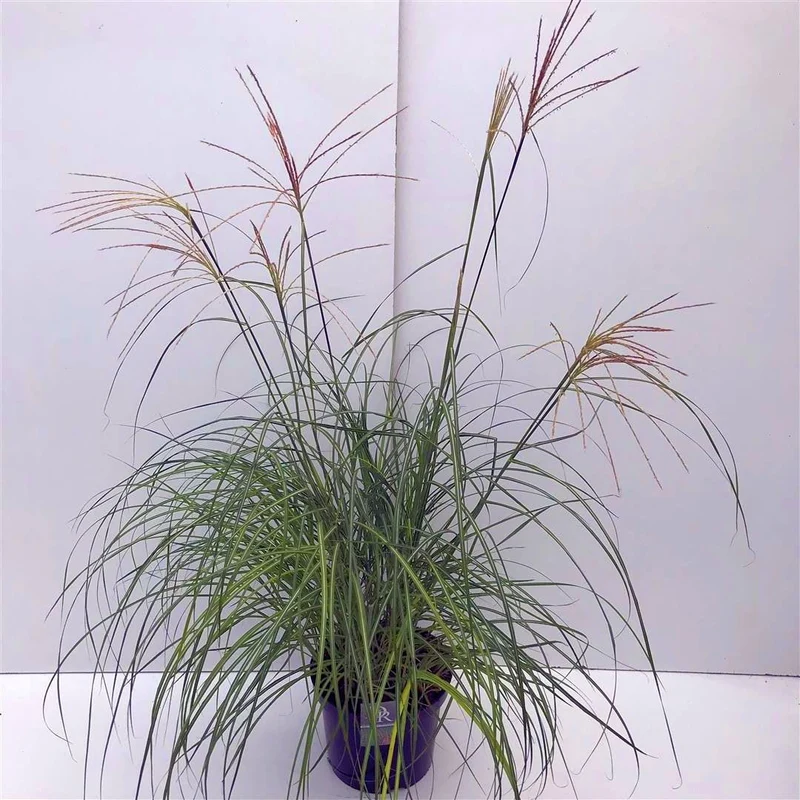 Miscanthus sin. 'Flamingo' C10 (10 liters kruka)