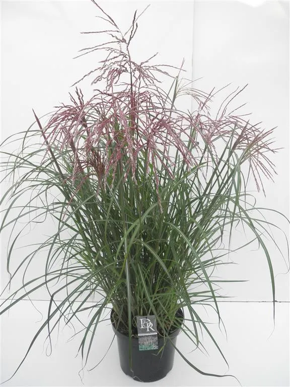 Miscanthus sin. 'Ferner Osten' C10 (10 liters kruka)