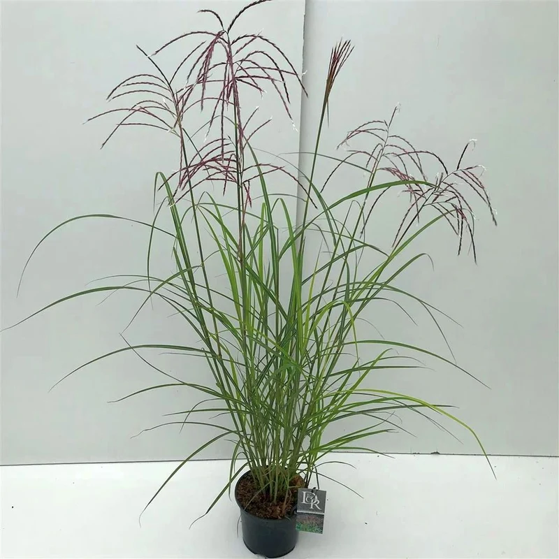 Miscanthus sinensis 'Adagio' C10 (10 liters kruka)