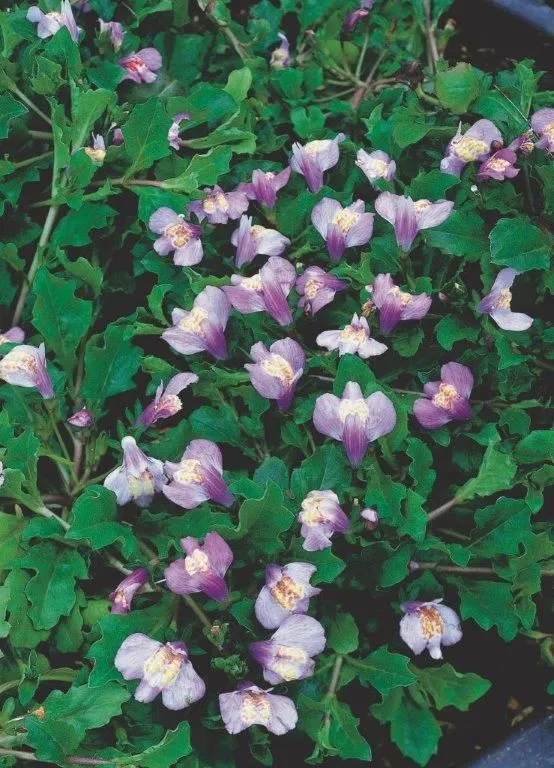 Mazus reptans (blå) - 9 cm kruka