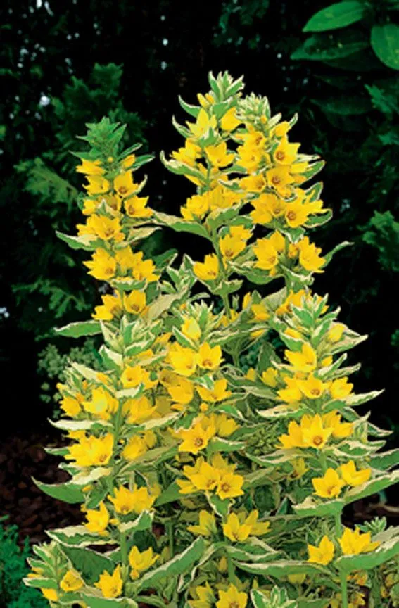 Lysimachia 'Variegata' 9 cm kruka (Vattenväxt)