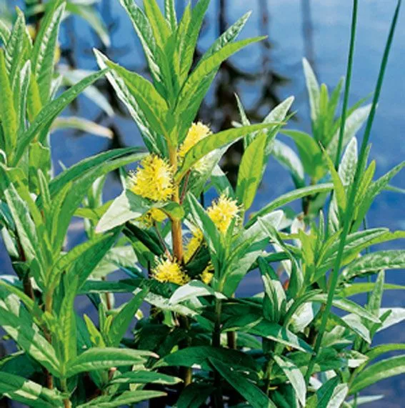 Lysimachia thyrsiflora - 9 cm kruka (Vattenväxt)