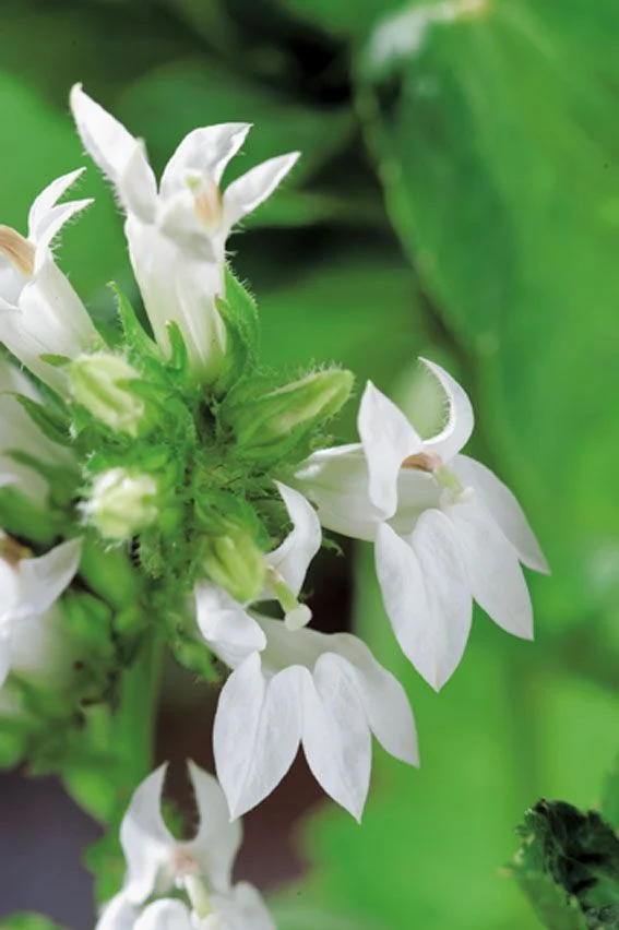 Lobelia siph. 'Alba' - Vattenväxt, 9 cm kruka