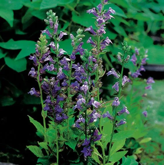 Lobelia siphilitica - Vattenväxt 9 cm kruka
