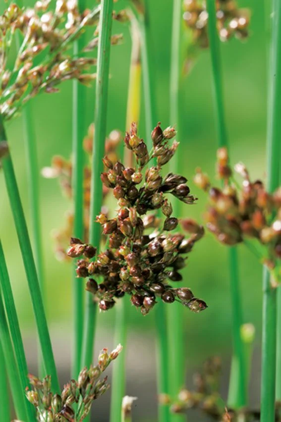 Juncus inflexus 9 cm kruka - Vattenväxt