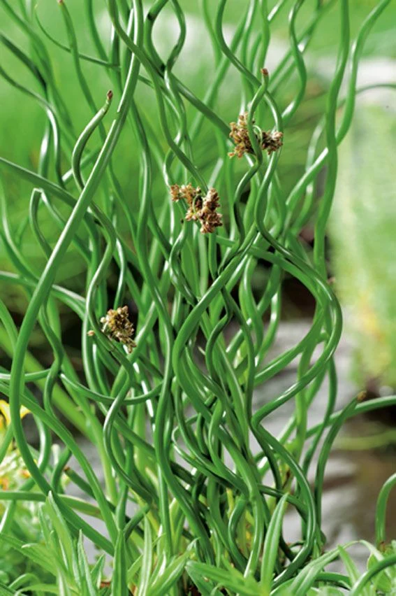 Juncus effusus 'Spiralis' Dammkorg 18x18 cm