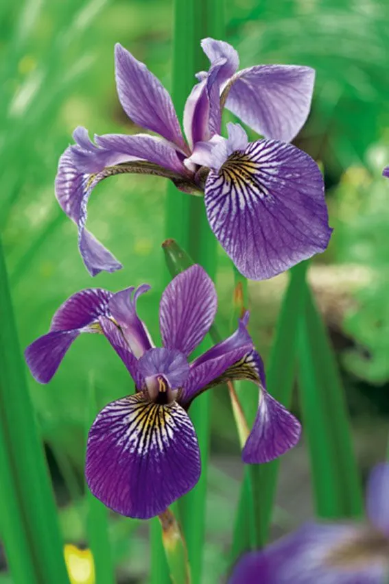 Iris versicolor 9 cm kruka (Vattenväxt)