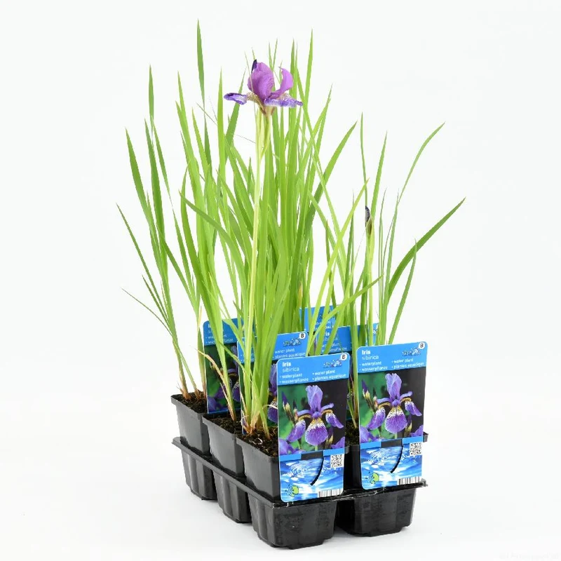 Iris sibirica - 9 cm kruka (Vattenväxt)