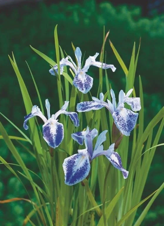 Iris setosa - Vattenväxt 9 cm kruka