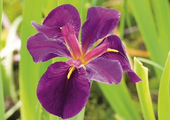 Iris 'Black Gamecock' 9 cm kruka - Vattenväxt