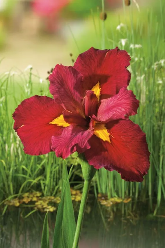 Iris 'Ann Chowning' 9 cm kruka - Vattenväxt