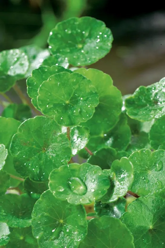Hydrocotyle vulgaris 9 cm kruka - Vattenväxt