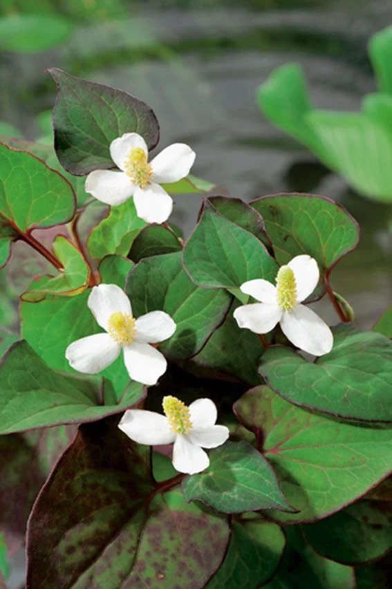 Houttuynia cordata - Vattenväxt, 9 cm kruka