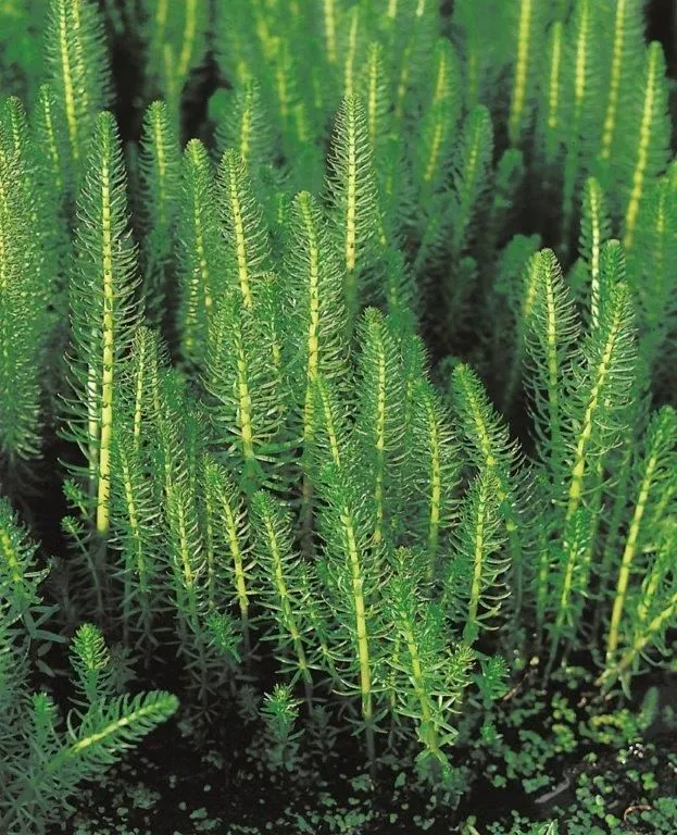 Hippuris vulgaris (Hästsvans) - 9 cm kruka