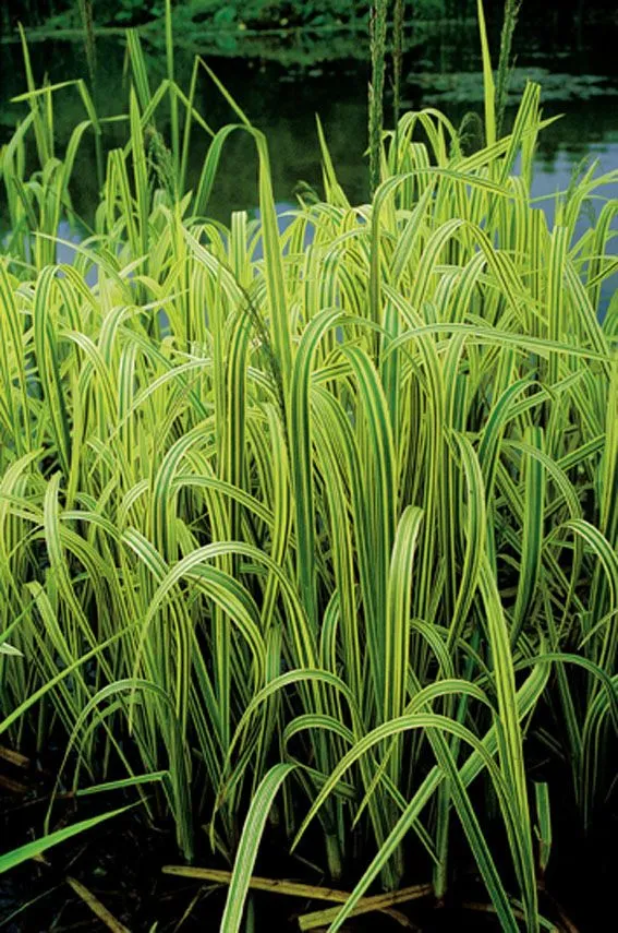 Glyceria maxima 'Variegata' planteringskorg 18x18 cm