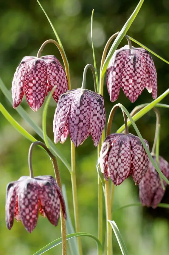 Fritillaria meleagris 9 cm kruka (Vattenväxt)