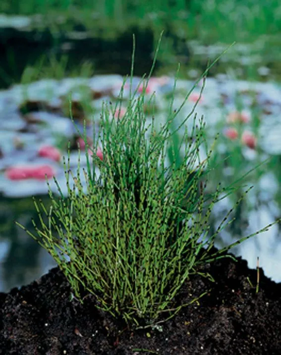 Equisetum scirpoides 9 cm kruka - Vattenväxt