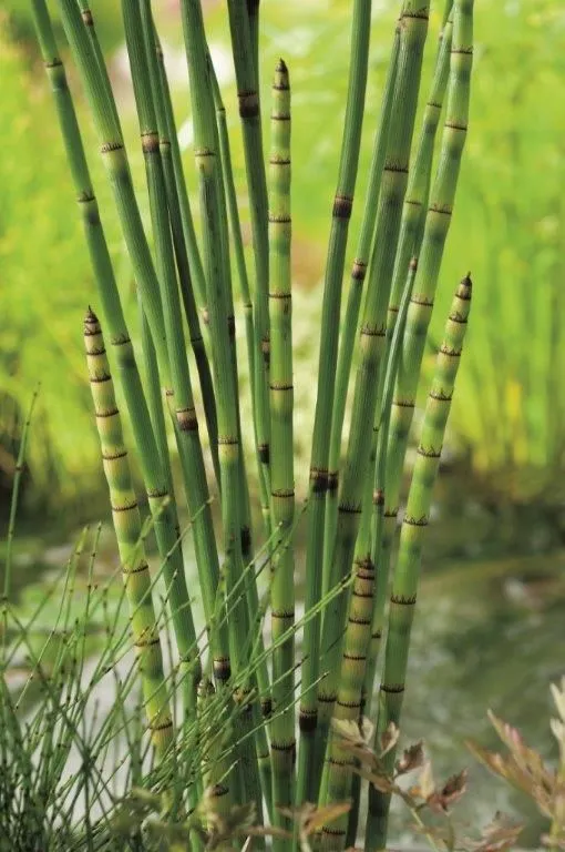 Equisetum japonicum - 9 cm kruka (Vattenväxt)