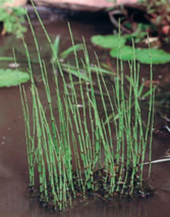 Equisetum fluviatile 9 cm kruka - Vattenväxt