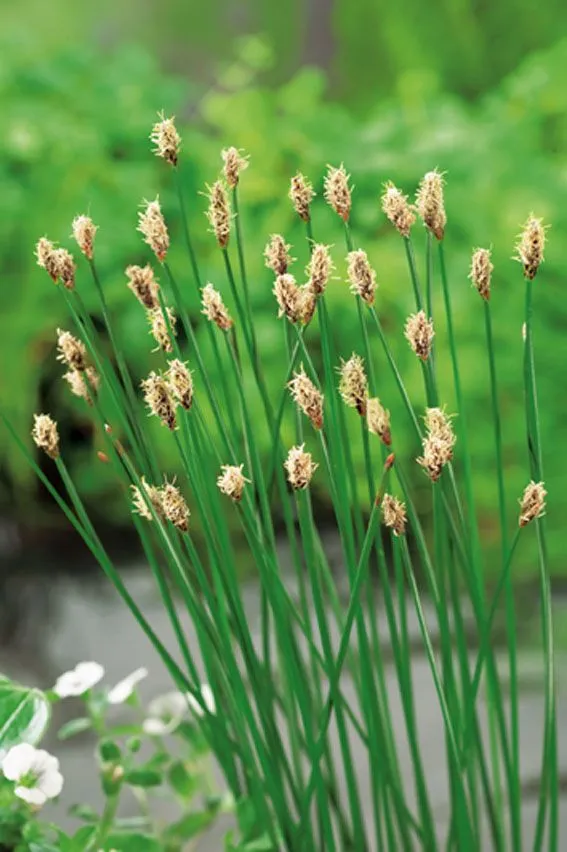 Eleocharis palustris - Vattenväxt, 9 cm kruka