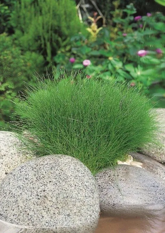 Eleocharis acicularis - Vattenväxt (9 cm kruka)
